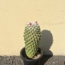 응애농원 | 다육이 진딧물 뿌리파리 깍지벌레 응애 퇴치 친환경살충제