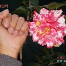 태신농장 네이버블로그