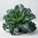 아이엠팜 이미지