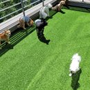 도그문(DOG MOON) 이미지