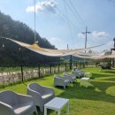 아기애견 이미지