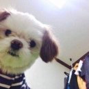 댕댕박사