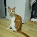 묘생역전 이미지