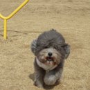 달서반려견놀이터