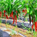 진원반디길 이미지