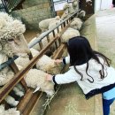 장선목장 이미지