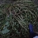 여주-0718 Daum카페