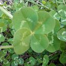 크로바 펜션 이미지