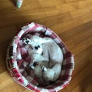 개편하개 이미지