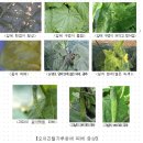 병해충 발생정보(2012.3.1~3.31) 이미지