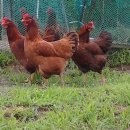 송이네민박 이미지