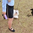 show dog 이미지