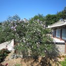 무궁화사 이미지