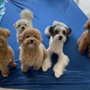 하울팟 한남점 이미지