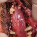 Dr.dog동물의료센터 이미지