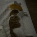 소망종합 동물병원 이미지