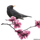 하얀새-나훈아 이미지