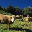 양우농장 이미지