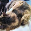 태일동물치과병원 이미지