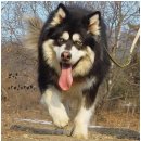 밀목애견 이미지