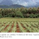 동방농장 국민일보