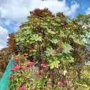 김수녕양궁장 이미지