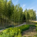 섬진강대나무숲길 이미지