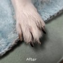사단법인 한국동물구조관리협회 | 스파라베타칸 면역짱 강아지영양제 베타글루칸 4주 급여 후기
