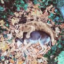 독스(Dog's) 이미지