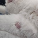 우리그루밍 | 고양이 오버그루밍 증상 원인, 해결방법 및 완치 후기