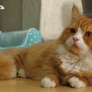 몽이냥이 이미지