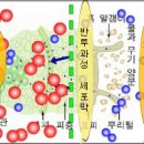 양수분 흡수 원리와 저분화 발효- 식물세포막을 통한 확산과 삼투압 이미지