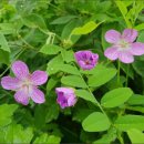 노고단 야생화 이미지