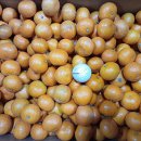 꼬맹이귤 5키로 20박스 판매합니다 이미지