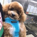 봉담우리애 동물병원 이미지