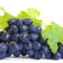 펫 동물병원 이미지