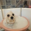 뽀샤시 펫살롱 이미지