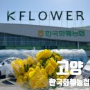한국화훼센타 | 일산 한국화훼농협 본점 후기 꽃시장 봄맞이 행사 하나로마트 농협하나로클럽 고양점 봄꽃구경