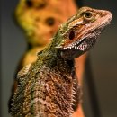 펫스토리 수가 이미지