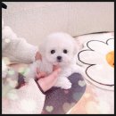 동네강아지 | 범계강아지분양 후기｜유동 많은 동네라 더 신중하게 선택했어요