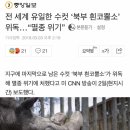 전 세계 유일한 수컷 ‘북부 흰코뿔소’ 위독…“멸종 위기” 이미지