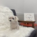 쁘띠멍살롱 이미지