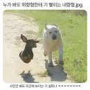 딥시