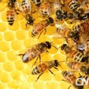 꿀피부 만드는 벌꿀의 효능 이미지