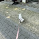 멍이발소 이미지