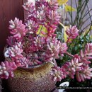 꽃님이네 이미지