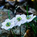 연일시장 이미지