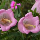 허브아일랜드 식물원 이미지