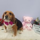 벨라 펫샵 이미지