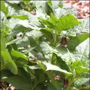 생명나무숲 이미지